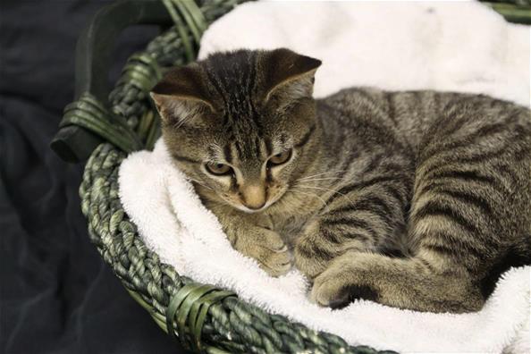 grey cat laying in basket bed